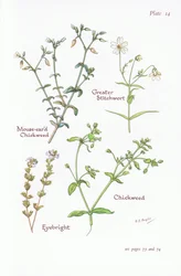 Mouse-Eared Chickweed, Greater Stitchwort, Chickweed, Eyebright