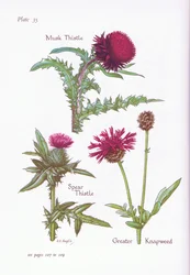 Musk Thistle, Spear Thistle, Greater Knapweed