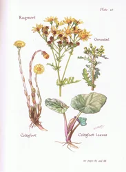 Ragwort, Groundsel, Coltsfoot