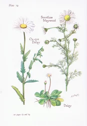 Scentless Mayweed, Daisy, Ox-Eye Daisy