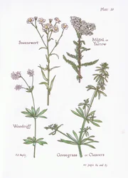 Sneezewort, Milfoil or Yarrow, Woodruff, Goosegrass or Cleavers