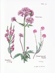 Valerian, Heather or Ling, Cross Leaved Heath