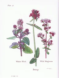 Water Mint, Wild Marjoram, Betony
