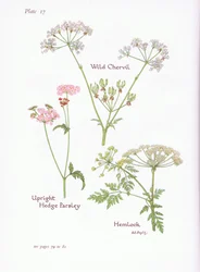 Wild Chevril, Hemlock, Upright Hedge Parsley