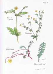 Wood Avens, Tormentil, Silverweed