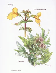 Yellow Mimulus, Henbane