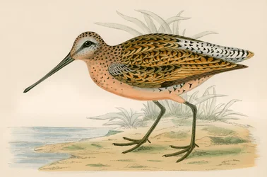 Brown Snipe