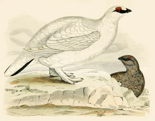Ptarmigan