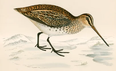 Snipe
