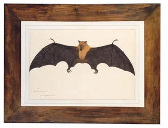 Great Indian Fruit Bat
