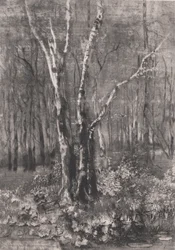 Woods in the Park near Monza