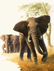 Bull Elephant Guarding Female Elephants and Young