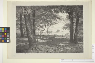 Edge Of The Woods