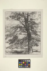 Sugar Maple