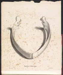Lower jaw of the whale, 1827