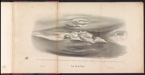 Female Genitalia of the Whale, 1827