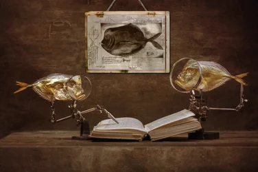 Curious Fish Scholars