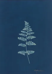 Hothocleana, c. 1850s