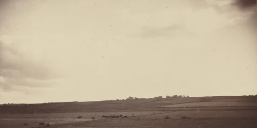 View of Fields with Cows, 1850s-1860s