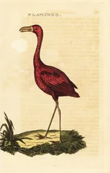 American Flamingo