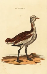 Great bustard, Otis tarda