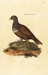Red grouse, Lagopus lagopus scotica