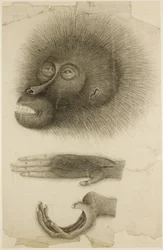 The Head and Hands of an Orangutan, c.1818-30