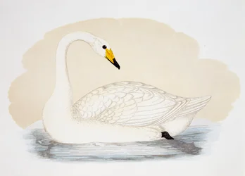 Wild Swan