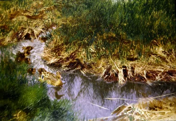 Ducks and Ducklings in a Creek