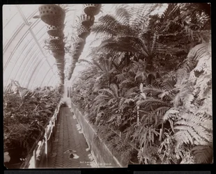 Plants in a Greenhouse at the Helen Gould Estate at Tarrytown, New York, 1894