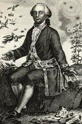 Portrait of Georges-Louis Leclerc de Buffon (1707-1788), French naturalist and mathematician, engraving