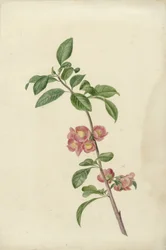 Blooming Branch of Japanese Cherry