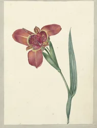 Flower Named Ferraria Tigrina