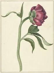 Peony Flower