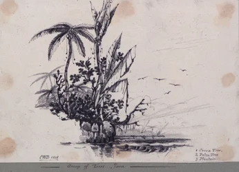 Group of Trees... Java. 1. Cocoa Tree, 2. Palm Tree, 3. Plantain