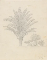 Palm Tree and Group of Leaves