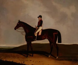 A Bay Racehorse