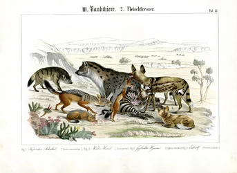 African Carnivores at a Hunt