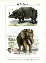 African Elephant and Indian Rhinoceros