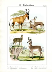 African Ruminants of the Savanna