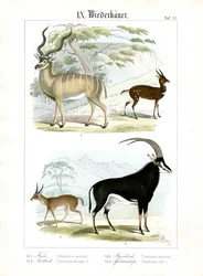 African and Asian Antelopes