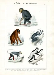 Apes of the Old World