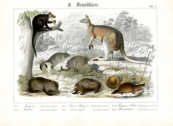 Australian Marsupials and Monotremes