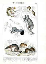 Australian Marsupials in their Natural Habitat