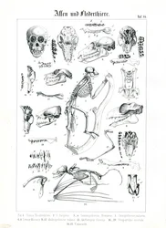 Comparative Anatomy of Primates and Bats