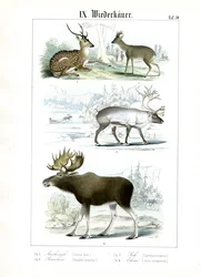 Deer Species from Various Habitats
