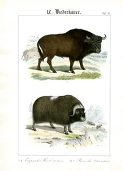 European Bison and Muskox