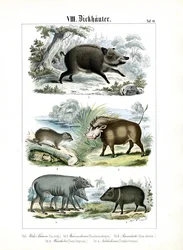 Five Species of Pigs and Their Relatives