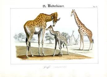 Giraffes in the African Savanna