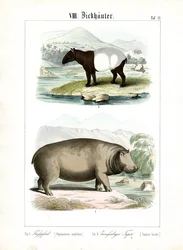 Hippopotamus and Tapir